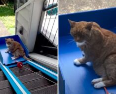 Guy Builds An Elevator For His Beloved Old Cat Who Has Trouble Climbing Stairs