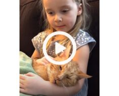 Little Girl Sings “You Are My Sunshine” To Her Cat One Last Time (VIDEO)