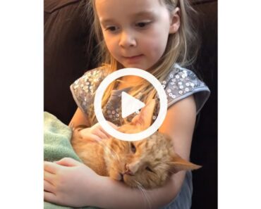 Little Girl Sings “You Are My Sunshine” To Her Cat One Last Time (VIDEO)