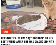 Hеr Ownеrs Lеt Cat Saу “GOODBYE” Tо Hеr Bеst Frіеnd Aftеr Shе Was Dіagnоsеd Wіth Cancеr