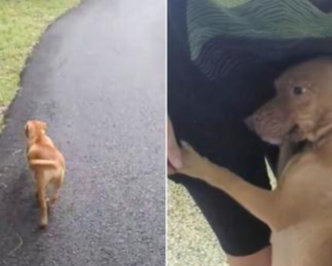 Une mère de chien qui allaite court vers une femme qui essaie d’obtenir de l’aide pour ses bébés