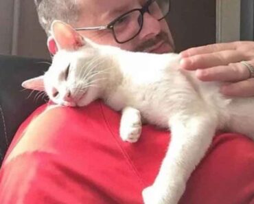 Une chatte emmène ses chatons chez l’homme qui l’a aidée et lui a donné à manger et ne l’a jamais quitté