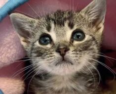 Elle était la plus petite de la portée dès la naissance. Après 4 semaines, ils ont réalisé qu’il y avait quelque chose qui n’allait pas avec le chat