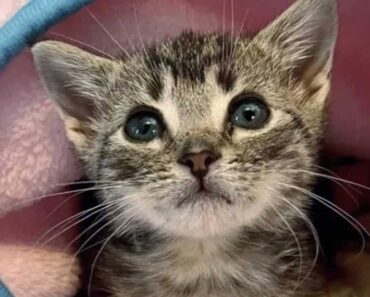 Elle était la plus petite de la portée dès la naissance. Après 4 semaines, ils ont réalisé qu’il y avait quelque chose qui n’allait pas avec le chat