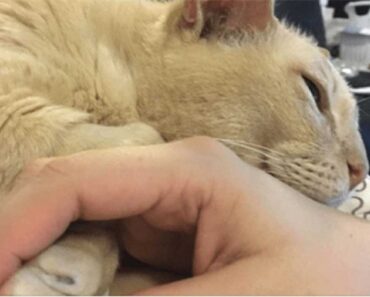 Un chat de refuge de 13 ans est finalement adopté mais ne peut pas dormir à moins que sa nouvelle propriétaire ne lui tienne la patte