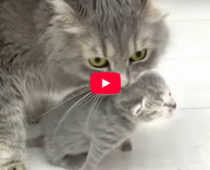 Maman chat a porté un chaton à papa, j’ai accouché, tu l’élèves