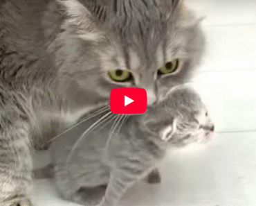 Maman chat a porté un chaton à papa, j’ai accouché, tu l’élèves