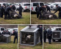 L’Aigle Royal : Majesté du Ciel et Danger Fascinant en Montagne