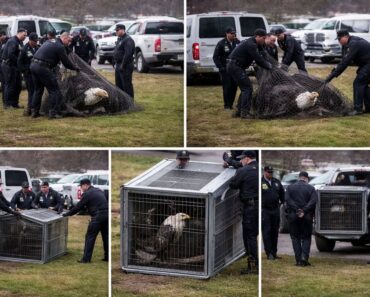 L’Aigle Royal : Majesté du Ciel et Danger Fascinant en Montagne
