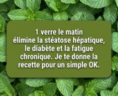 Menthe Fraîche et Citron : Votre Allié Naturel pour une Santé Optimale et une Prévention au Quotidien