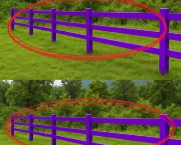 La Signification des Clôtures Violettes : Comprendre ce Code Légal de Propriété Privée aux États-Unis