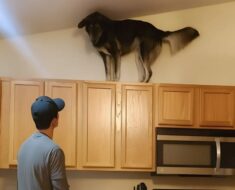 Récemment, mon chien n’arrêtait pas de grimper sur les placards de cuisine et de grogner bruyamment — au début, j’ai cru qu’il était devenu fou, jusqu’à ce que je réalise sur quoi il aboyait