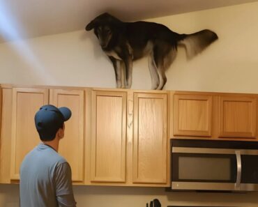 Récemment, mon chien n’arrêtait pas de grimper sur les placards de cuisine et de grogner bruyamment — au début, j’ai cru qu’il était devenu fou, jusqu’à ce que je réalise sur quoi il aboyait