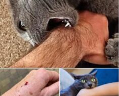 « Si le chat vous mord, voici ce que cela signifie vraiment. »