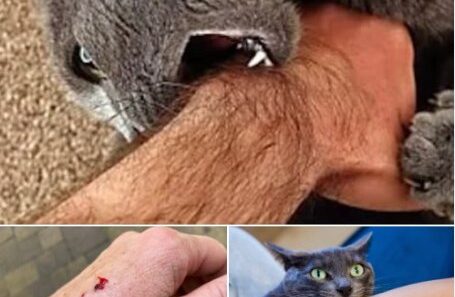 « Si le chat vous mord, voici ce que cela signifie vraiment. »