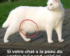 Qu’est ce que cela veut dire si mon chat me montre son ventre ?