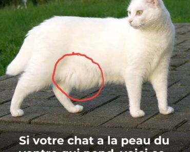 Qu’est ce que cela veut dire si mon chat me montre son ventre ?